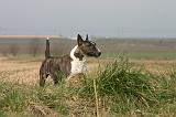 BULL TERRIER MINIATURE 324